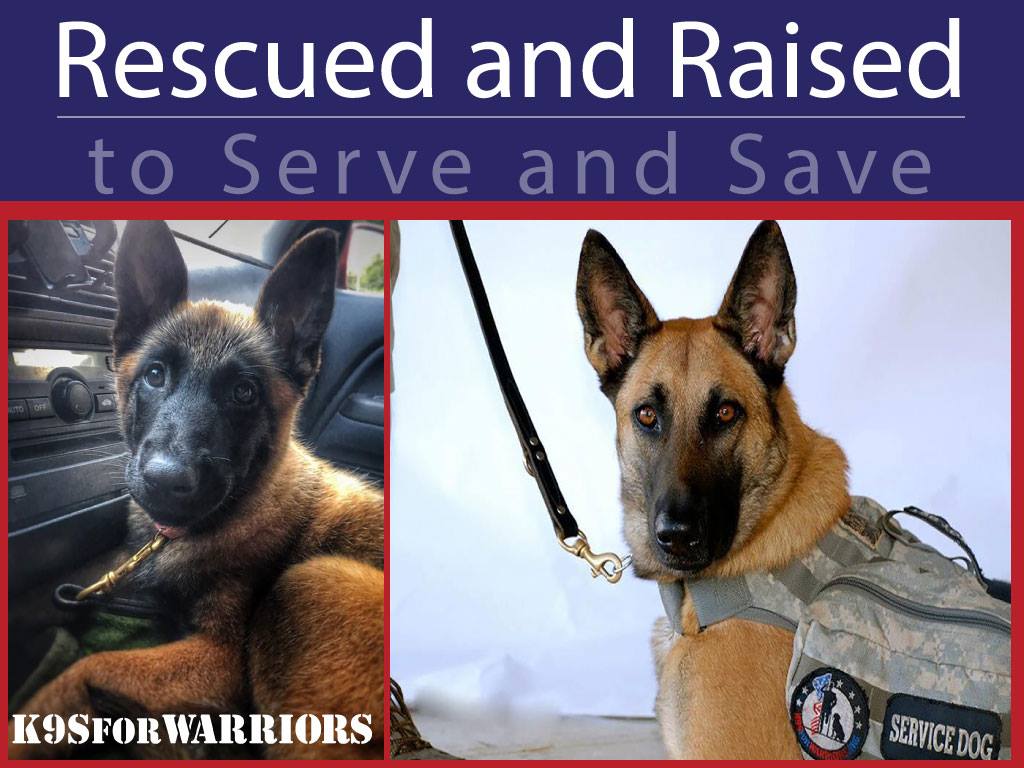 K9s for Warriors